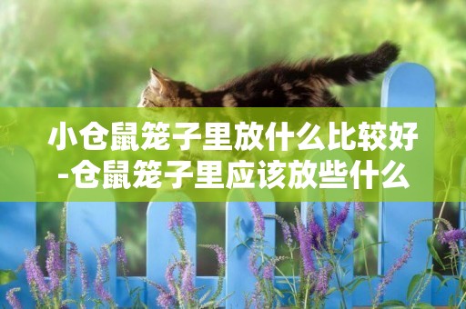 小倉鼠籠子里放什么比較好-倉鼠籠子里應該放些什么才更舒適