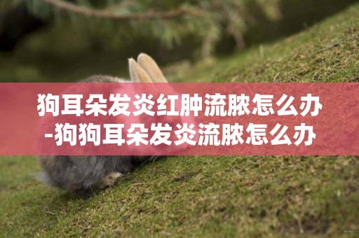 狗耳朵發炎紅腫流膿怎么辦-狗狗耳朵發炎流膿怎么辦用什么藥