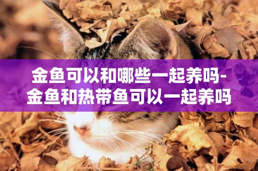 金魚可以和哪些一起養嗎-金魚和熱帶魚可以一起養嗎