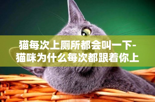貓每次上廁所都會叫一下-貓咪為什么每次都跟著你上廁所