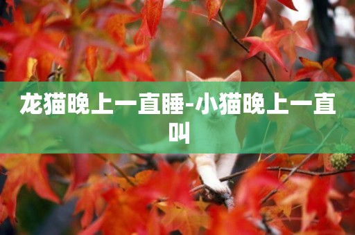 龍貓晚上一直睡-小貓晚上一直叫