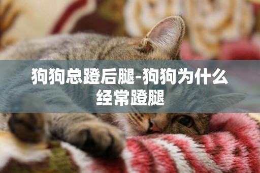 狗狗總蹬后腿-狗狗為什么經常蹬腿