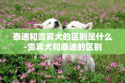 泰迪和貴賓犬的區別是什么-貴賓犬和泰迪的區別
