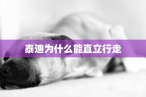 泰迪為什么能直立行走