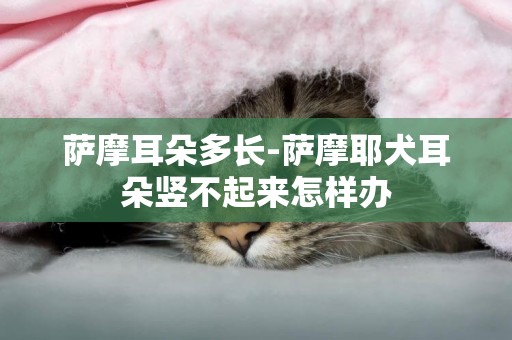 薩摩耳朵多長-薩摩耶犬耳朵豎不起來怎樣辦
