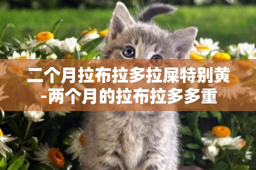 二個月拉布拉多拉屎特別黃-兩個月的拉布拉多多重