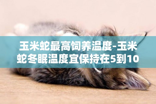 玉米蛇最高飼養溫度-玉米蛇冬眠溫度宜保持在5到10度