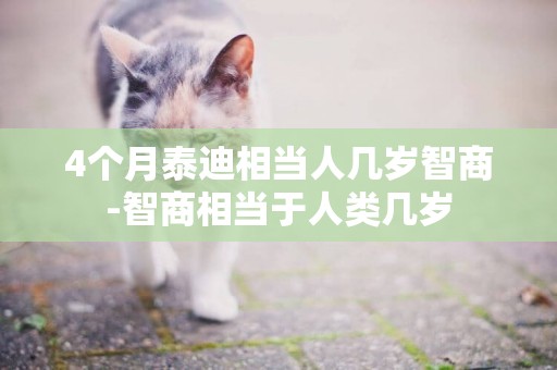 4個月泰迪相當人幾歲智商-智商相當于人類幾歲