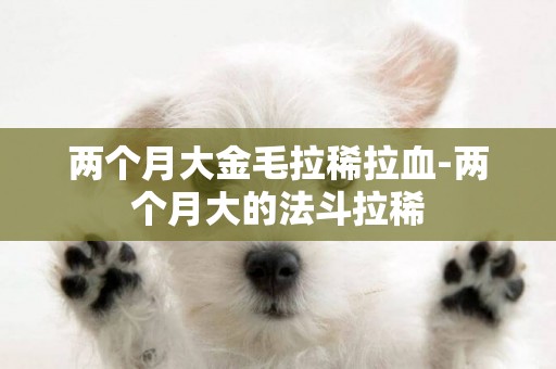 兩個月大金毛拉稀拉血-兩個月大的法斗拉稀