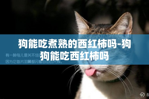 狗能吃煮熟的西紅柿嗎-狗狗能吃西紅柿嗎