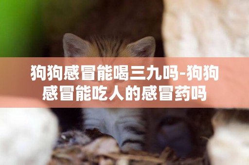 狗狗感冒能喝三九嗎-狗狗感冒能吃人的感冒藥嗎