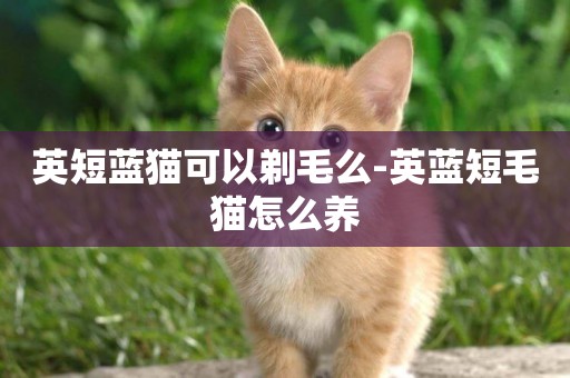 英短藍貓可以剃毛么-英藍短毛貓怎么養