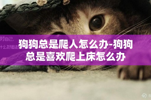 狗狗總是爬人怎么辦-狗狗總是喜歡爬上床怎么辦