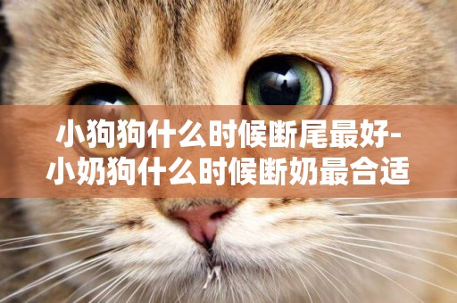 小狗狗什么時候斷尾最好-小奶狗什么時候斷奶最合適