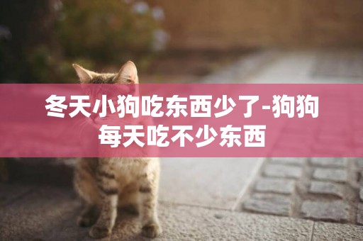 冬天小狗吃東西少了-狗狗每天吃不少東西
