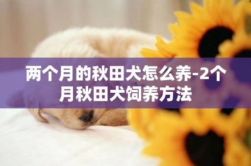 兩個月的秋田犬怎么養-2個月秋田犬飼養方法