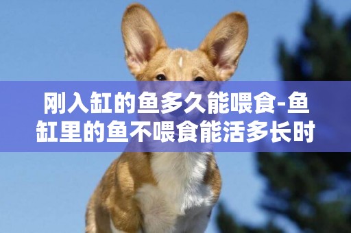 剛入缸的魚多久能喂食-魚缸里的魚不喂食能活多長時間