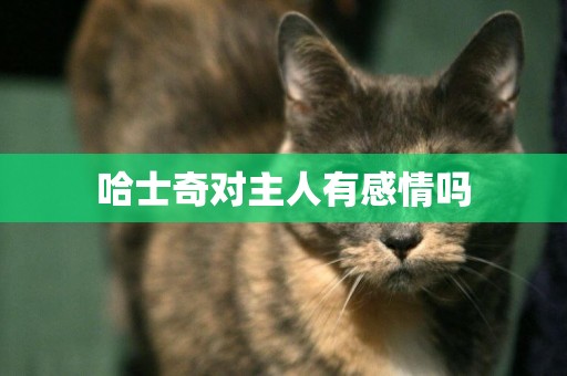 哈士奇對主人有感情嗎