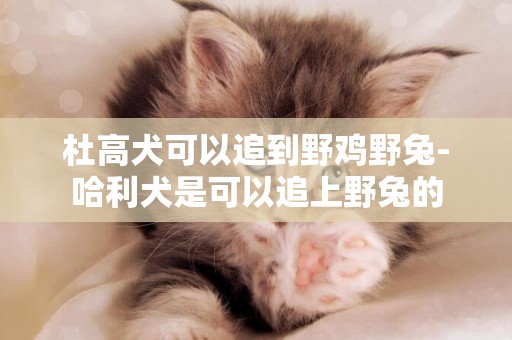 杜高犬可以追到野雞野兔-哈利犬是可以追上野兔的