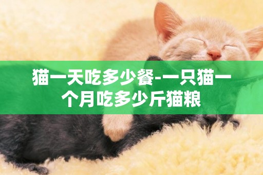 貓一天吃多少餐-一只貓一個月吃多少斤貓糧