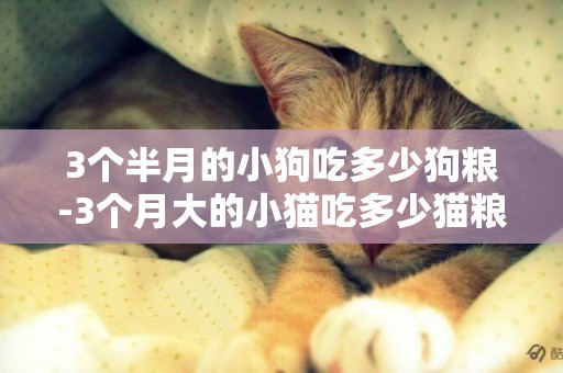 3個半月的小狗吃多少狗糧-3個月大的小貓吃多少貓糧