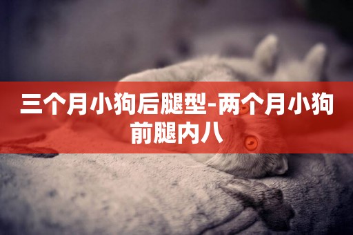 三個月小狗后腿型-兩個月小狗前腿內八