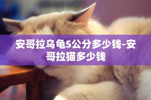 安哥拉烏龜5公分多少錢-安哥拉貓多少錢