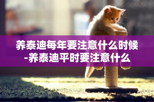 養泰迪每年要注意什么時候-養泰迪平時要注意什么