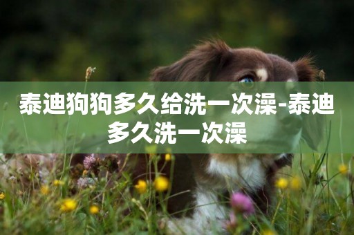 泰迪狗狗多久給洗一次澡-泰迪多久洗一次澡