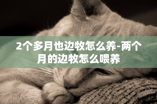 2個多月也邊牧怎么養-兩個月的邊牧怎么喂養
