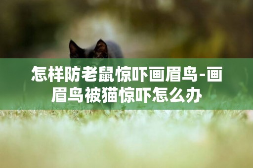 怎樣防老鼠驚嚇畫眉鳥-畫眉鳥被貓驚嚇怎么辦