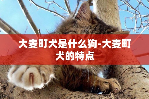大麥町犬是什么狗-大麥町犬的特點