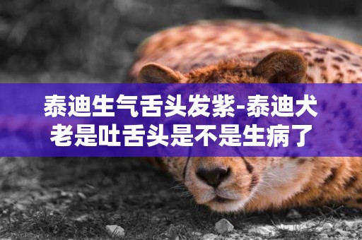 泰迪生氣舌頭發紫-泰迪犬老是吐舌頭是不是生病了
