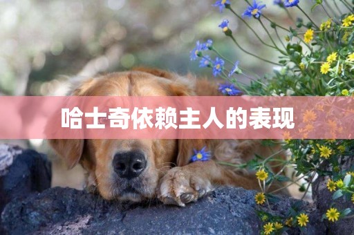 哈士奇依賴主人的表現