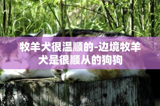 牧羊犬很溫順的-邊境牧羊犬是很順從的狗狗