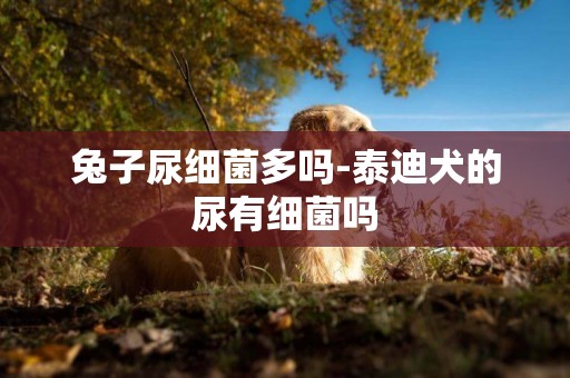 兔子尿細菌多嗎-泰迪犬的尿有細菌嗎