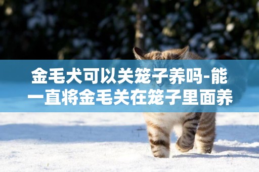 金毛犬可以關籠子養嗎-能一直將金毛關在籠子里面養嗎