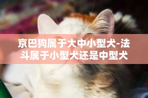 京巴狗屬于大中小型犬-法斗屬于小型犬還是中型犬