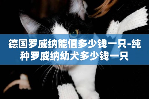 德國羅威納能值多少錢一只-純種羅威納幼犬多少錢一只