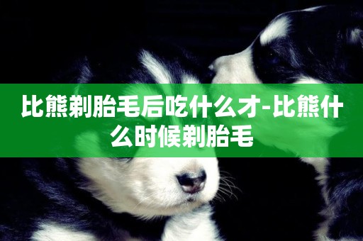 比熊剃胎毛后吃什么才-比熊什么時候剃胎毛