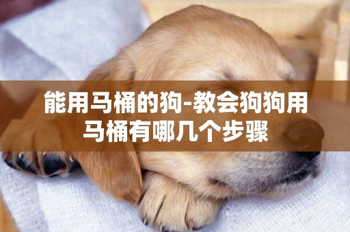 能用馬桶的狗-教會狗狗用馬桶有哪幾個步驟
