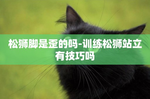 松獅腳是歪的嗎-訓練松獅站立有技巧嗎