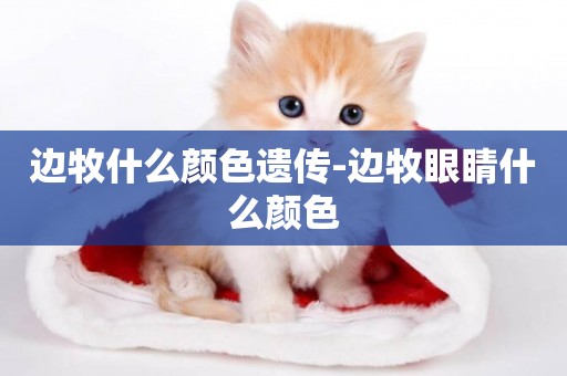 邊牧什么顏色遺傳-邊牧眼睛什么顏色