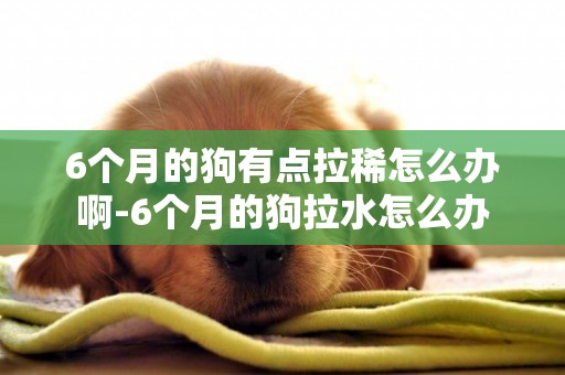 6個月的狗有點拉稀怎么辦啊-6個月的狗拉水怎么辦