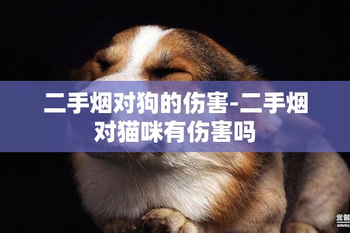 二手煙對狗的傷害-二手煙對貓咪有傷害嗎