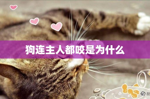 狗連主人都咬是為什么