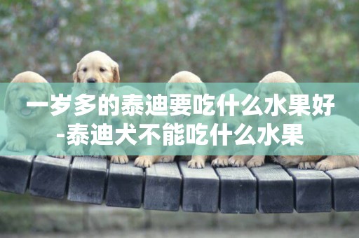 一歲多的泰迪要吃什么水果好-泰迪犬不能吃什么水果