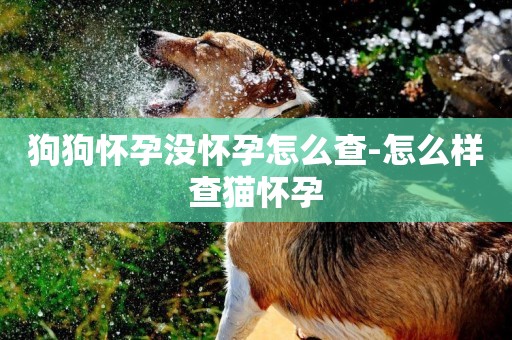 狗狗懷孕沒懷孕怎么查-怎么樣查貓懷孕