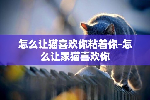 怎么讓貓喜歡你粘著你-怎么讓家貓喜歡你