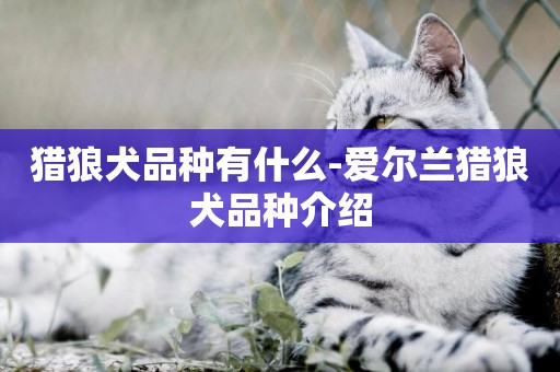 獵狼犬品種有什么-愛爾蘭獵狼犬品種介紹